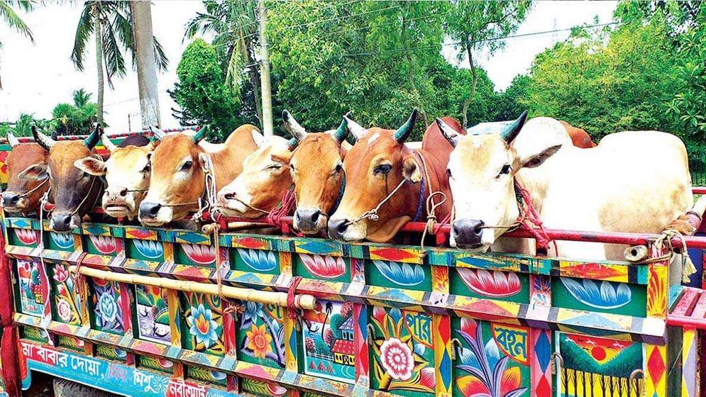 গরুবাহী গাড়িতে পুলিশের চাঁদাবাজি