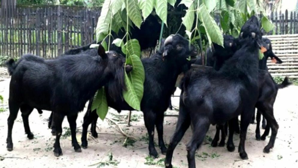 ছাগল পালনে ৪% সুদে ঋণ দেওয়ার সিদ্ধান্ত বাংলাদেশ ব্যাংকের