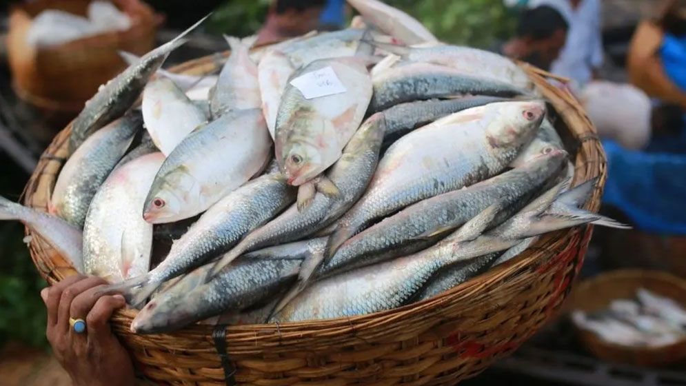 দুর্গাপূজায় এবার ভারতে ইলিশ যাবে না