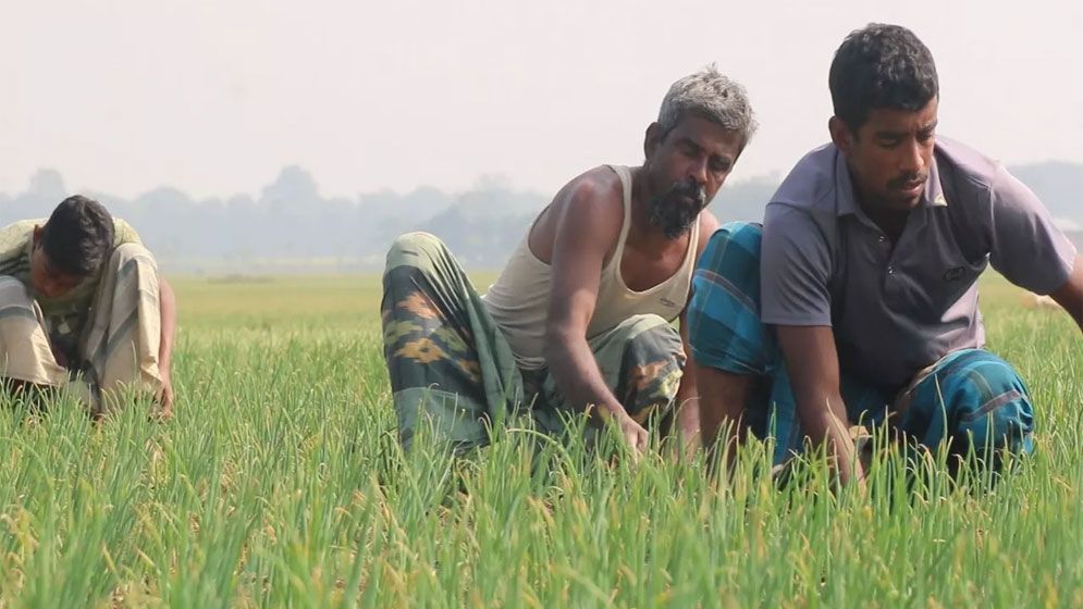 ঝিনাইদহে সার সংকটে পেঁয়াজের ফলন বিপর্যয়ের আশঙ্কা