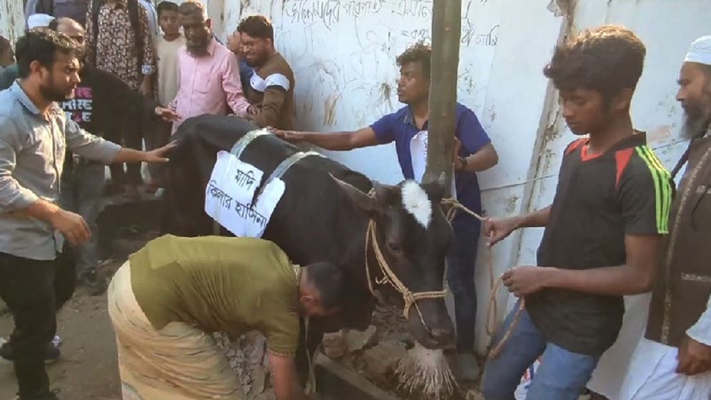ধানমন্ডি ৩২ নম্বরের বাড়ি গুঁড়িয়ে দেওয়ার পর ভূরিভোজ করার উদ্যোগ, আনা হলো গরু