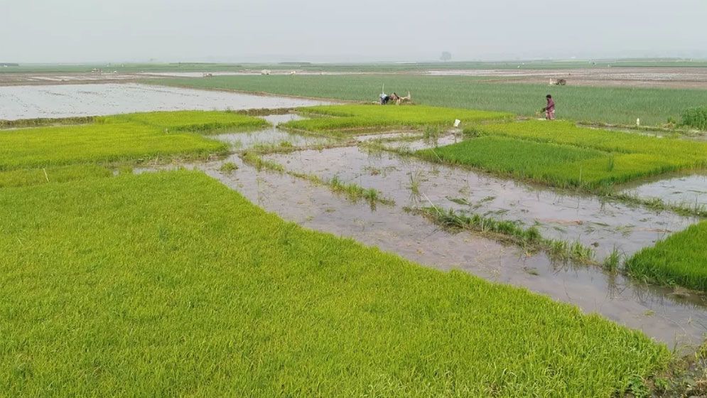 বীজ-সার-শ্রমিকের মূল্য বাড়ায় বোরো চাষে চ্যালেঞ্জ