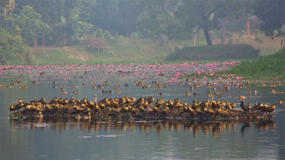 অতিথি পাখিশূন্য বিয়ানীবাজার, হারিয়ে যাচ্ছে প্রকৃতির কোলাহল