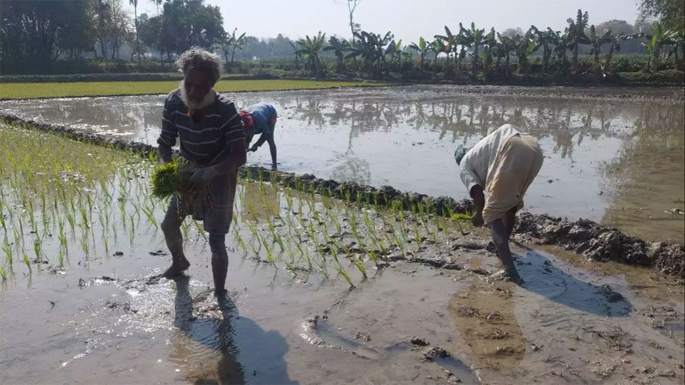 জিকে সেচ প্রকল্পে পানি সরবরাহ শুরু, বোরো-আউশ আবাদে সুবিধা পাবেন কৃষকরা