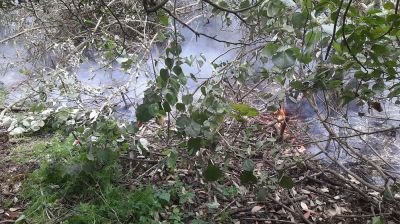 সুন্দরবনে ভয়াবহ আগুন, নিয়ন্ত্রণে কাজ করছে ফায়ার সার্ভিস