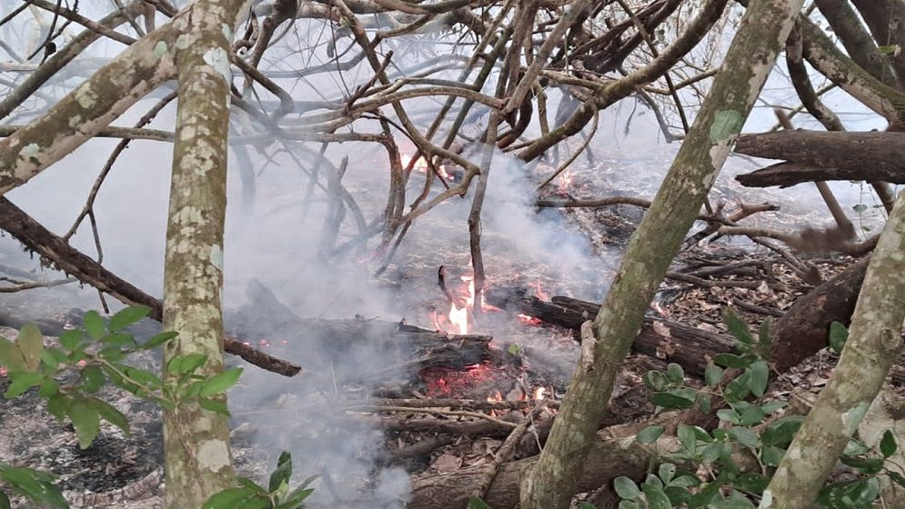 রাতের মধ্যেই সুন্দরবনের আগুন নিয়ন্ত্রণে আনার চেষ্টা চালাচ্ছে বন বিভাগ
