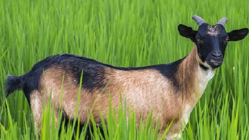 ছাগল নিয়ে সংঘর্ষে ব্যক্তিকে পিটিয়ে হত্যা