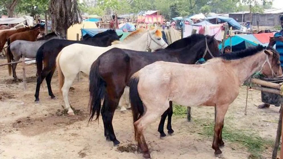 দিনাজপুরে শুরু ঐতিহ্যবাহী ২০০ বছরের পুরোনো বুড়া চিন্তামন ঘোড়ার মেলা