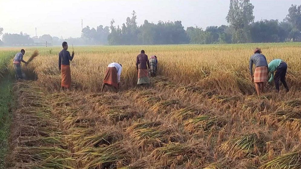 বজ্রপাত আতঙ্কে হাওরের কৃষকরা, জীবনের ঝুঁকি নিয়ে চলছে ধান কাটা