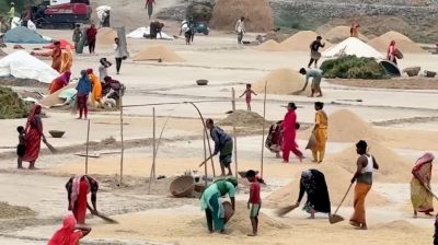 কিশোরগঞ্জের হাওরে ধান কাটার ধুম, দাম নিয়ে দুশ্চিন্তায় কৃষক