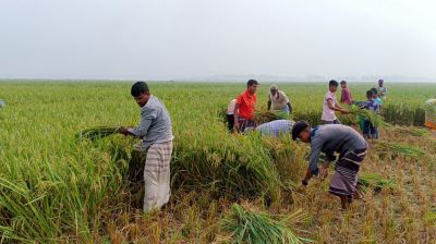 শ্রমের বিনিময়ে নয়, খড়ের বিনিময়ে ধান কাটছেন কৃষকরা