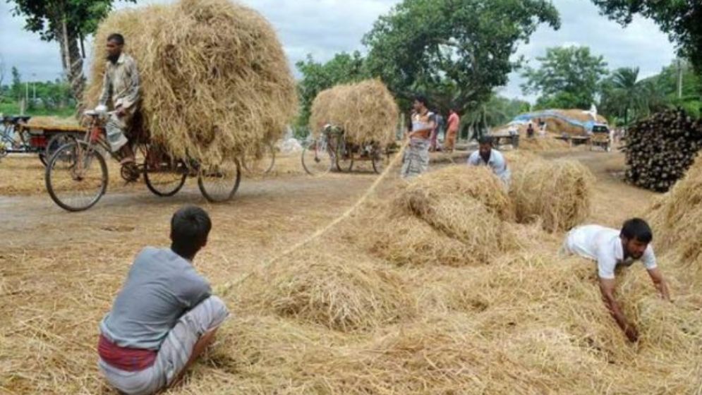 ঈদের আগে খড় ও ঘাসের চড়া দাম, চরম বিপাকে খামারিরা