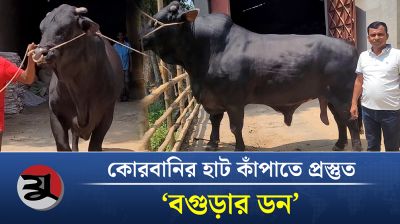 কোরবানির হাট কাঁপাতে প্রস্তুত 'বগুড়ার ডন'