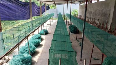 পাবনায় প্রকাশ্যে অবৈধ চায়না দুয়ারি জাল তৈরির মহোৎসব