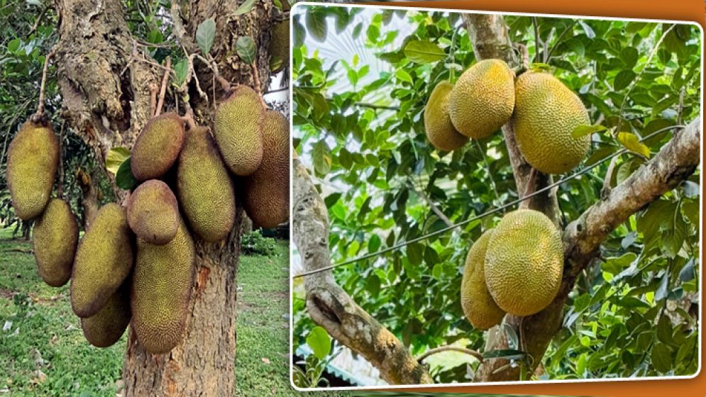 জিআই পণ্যের স্বীকৃতি : ১৫ দেশে যাচ্ছে গাজীপুরের কাঁঠাল