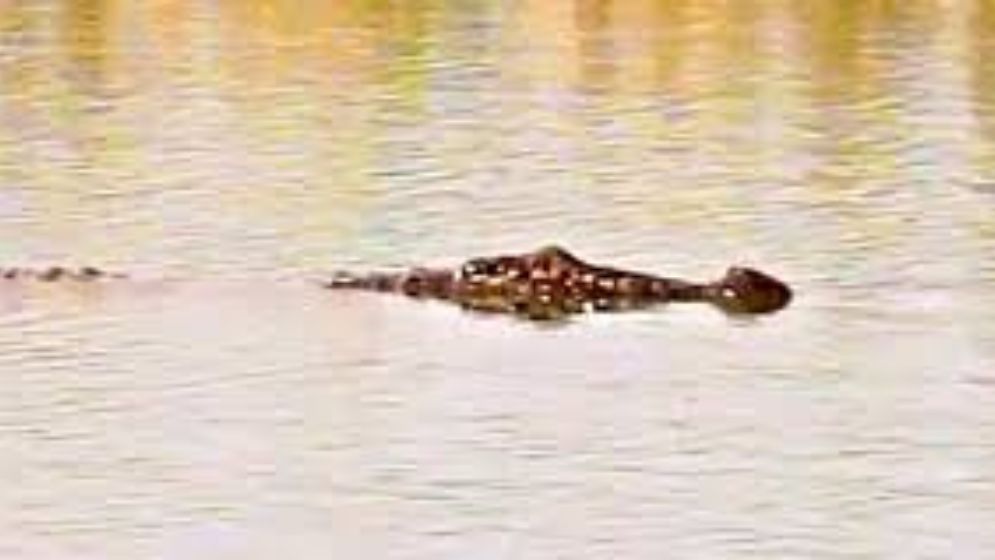 হাতিয়ার পুকুরে কুমির : আতঙ্ক