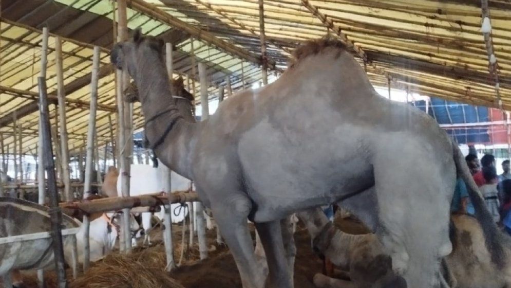 চট্টগ্রামে  উটের দাম ৩৫ লাখ টাকা