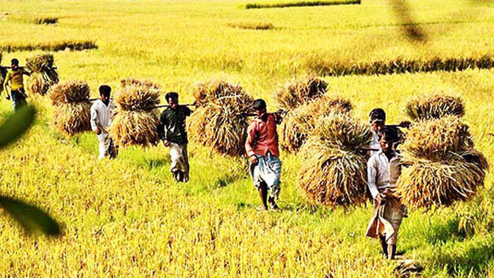 বাজেটে খাদ্য-কৃষিতে বরাদ্দ বাড়ছে