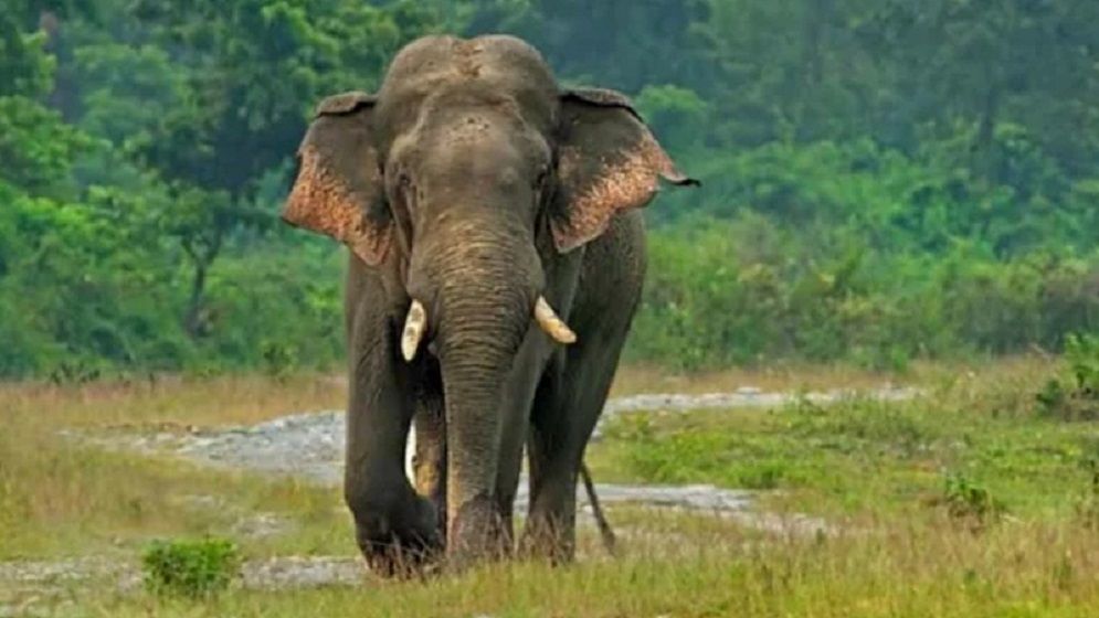 চকরিয়ায় হাতির আক্রমণে গর্ভবতী নারী নিহত