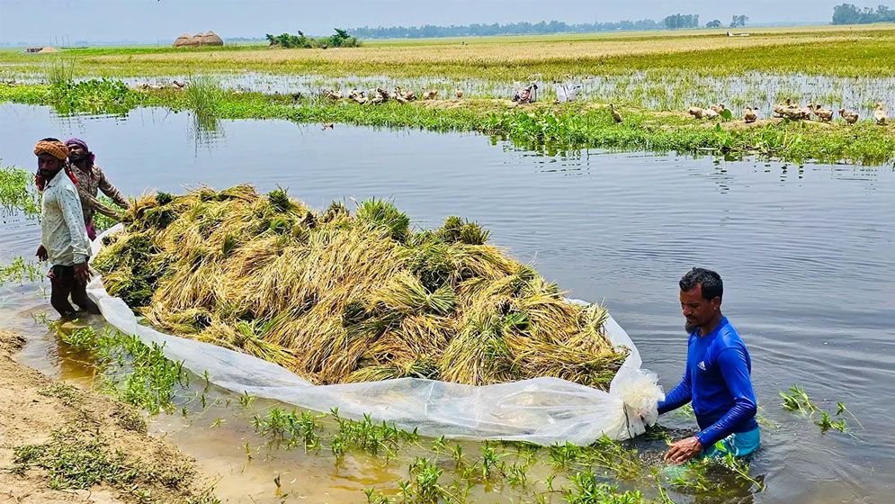 ফসল নয়, মাঠে এখন শুধুই পানি আর হতাশা