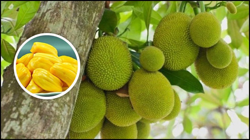 গরমকালে শরীর সুস্থ রাখতে কাঁঠালের উপকারিতা