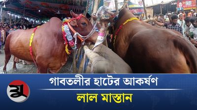 লাল মাস্তানের মাস্তানি দেখল গাবতলী
