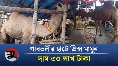 উটের নাম প্রিন্স মামুন, দাম ৩০ লাখ টাকা