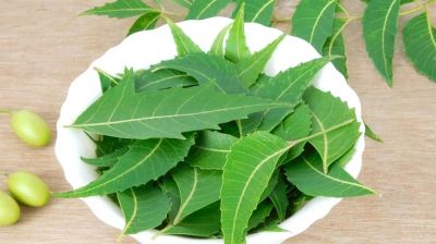 খালি পেটে নিমপাতা খাওয়ার যত উপকারিতা