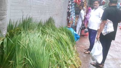 রাজধানীতে এক আঁটি ঘাসের দাম ৫০ টাকা