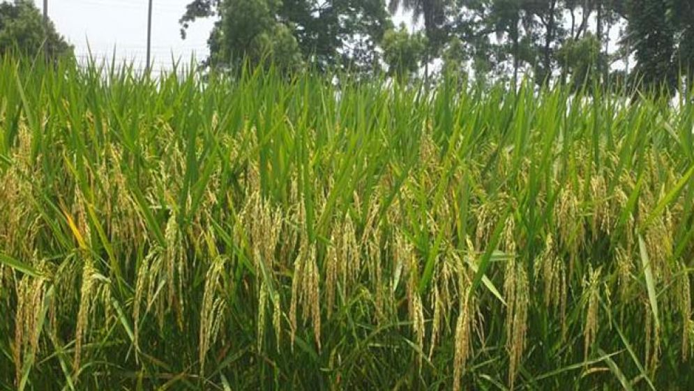 লবণাক্ততা সহনশীল, উফশী বোরো ও ব্লাস্ট প্রতিরোধী ধান আনলো ব্রি