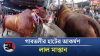 লাল মাস্তানের মাস্তানি দেখল গাবতলী