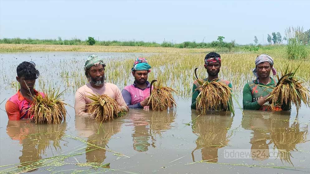 চলনবিলে তলিয়েছে কাঁচা-পাকা ধান