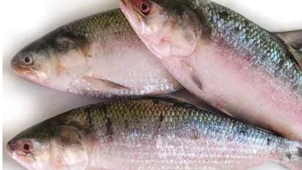 ইলিশের মূল্য নির্ধারণে চাঁদপুর ডিসির পাঠানো প্রস্তাব অনুমোদন