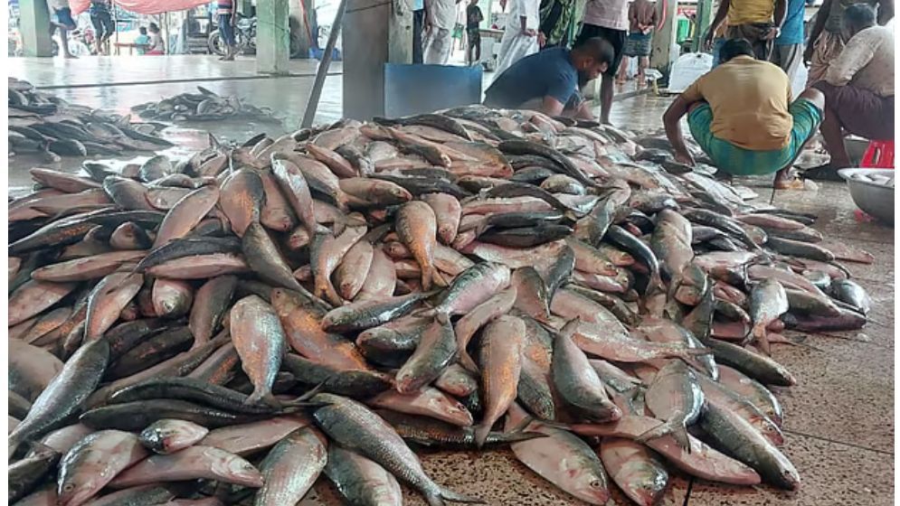 সাগরে এক ট্রলারে ৬১ মণ ইলিশ, বিক্রি ৩৩ লাখ টাকায়