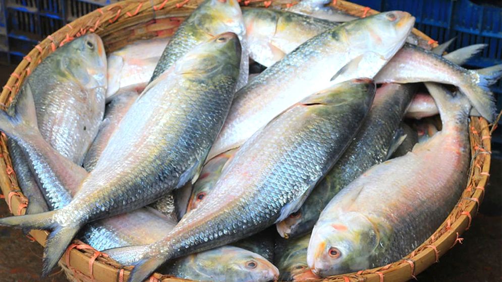 দুর্গাপূজার আগে ইলিশ চেয়ে বাংলাদেশকে পশ্চিমবঙ্গের মাছ ব্যবসায়ীদের চিঠি