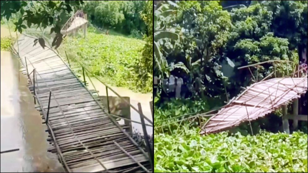 ২২ গ্রামের চাঁদায় তৈরি বাঁশের সাঁকো ভেঙে পড়ল কচুরিপানার চাপে