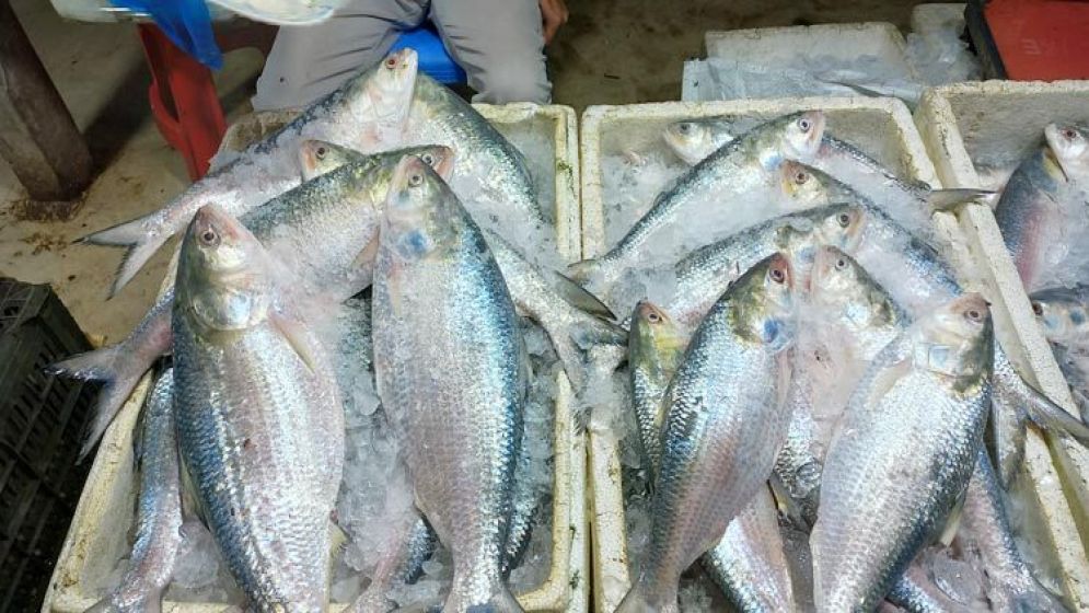 সারাদেশে ইলিশের মূল্য নির্ধারণ করছে সরকার