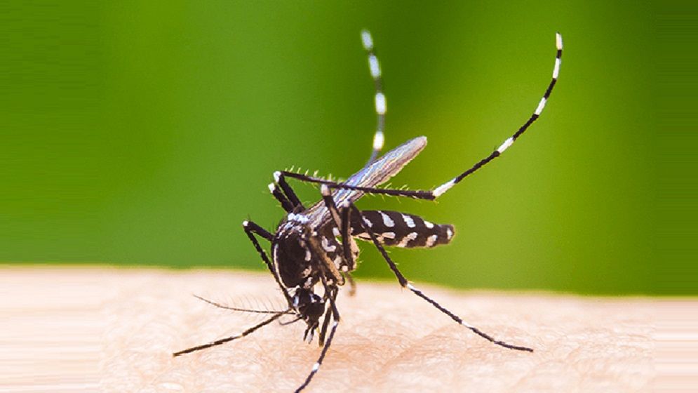 একদিনে ৩১৭ জন ডেঙ্গু রোগী শনাক্ত