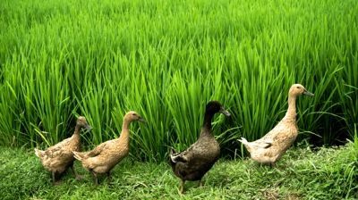 ধানের জমিতে হাঁস যাওয়াকে কেন্দ্র করে ভাইয়ের হাতে ভাই খুন