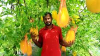 মাচায় ঝুলছে হলুদ-সবুজ রসালো তরমুজ