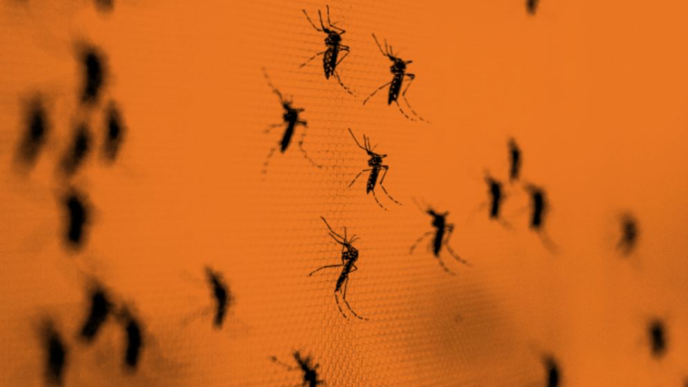 ডেঙ্গু ছড়াচ্ছে সারা দেশে, নিয়ন্ত্রণ কেবল শহরে!