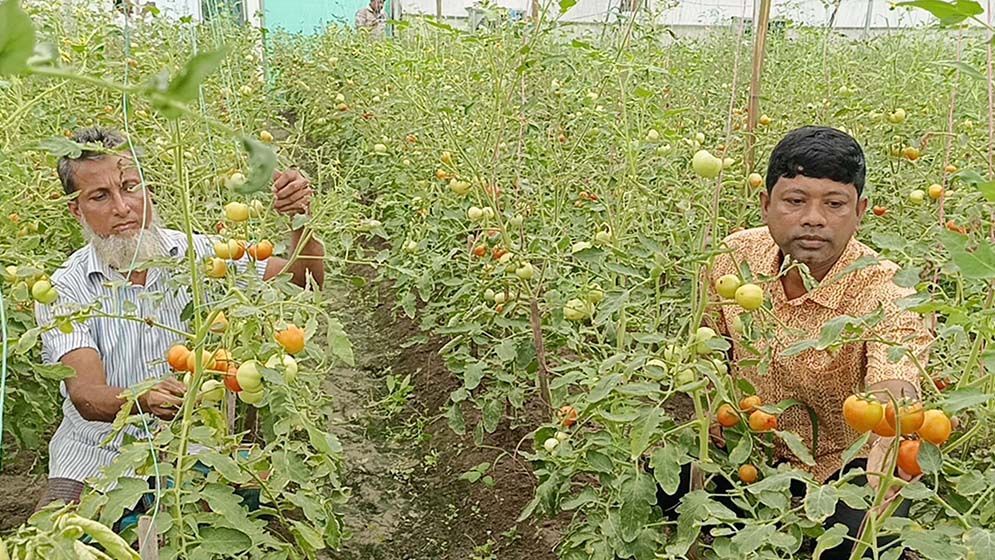 বাঁশঝাড় আর রাস্তার ধারে পরিত্যক্ত বেগুন গাছে পাকা টমেটো