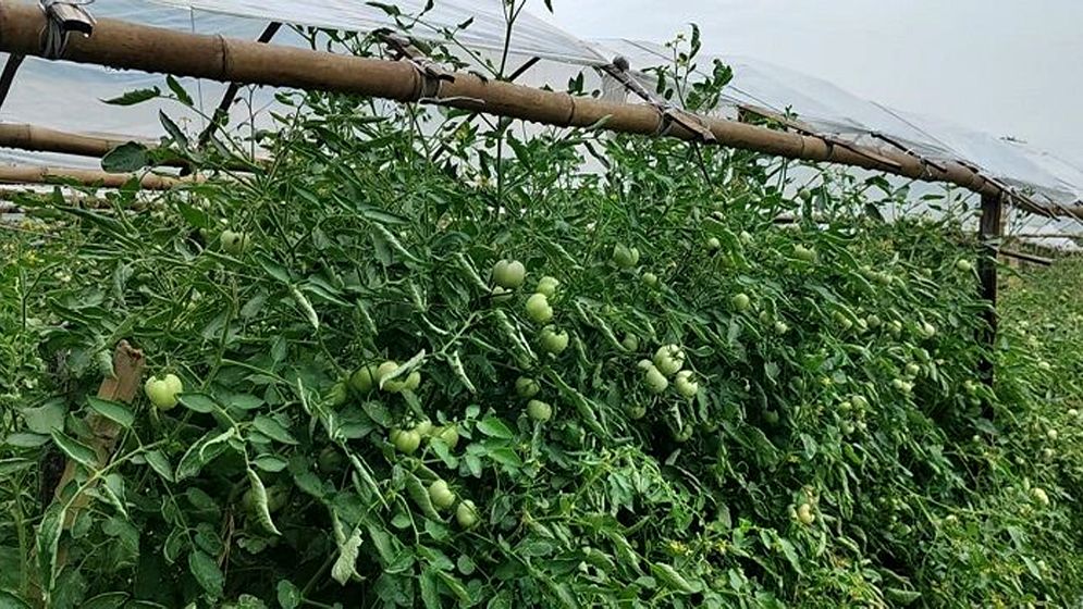 বাঁশঝাড় আর রাস্তার ধারে পরিত্যক্ত বেগুন গাছে পাকা টমেটো