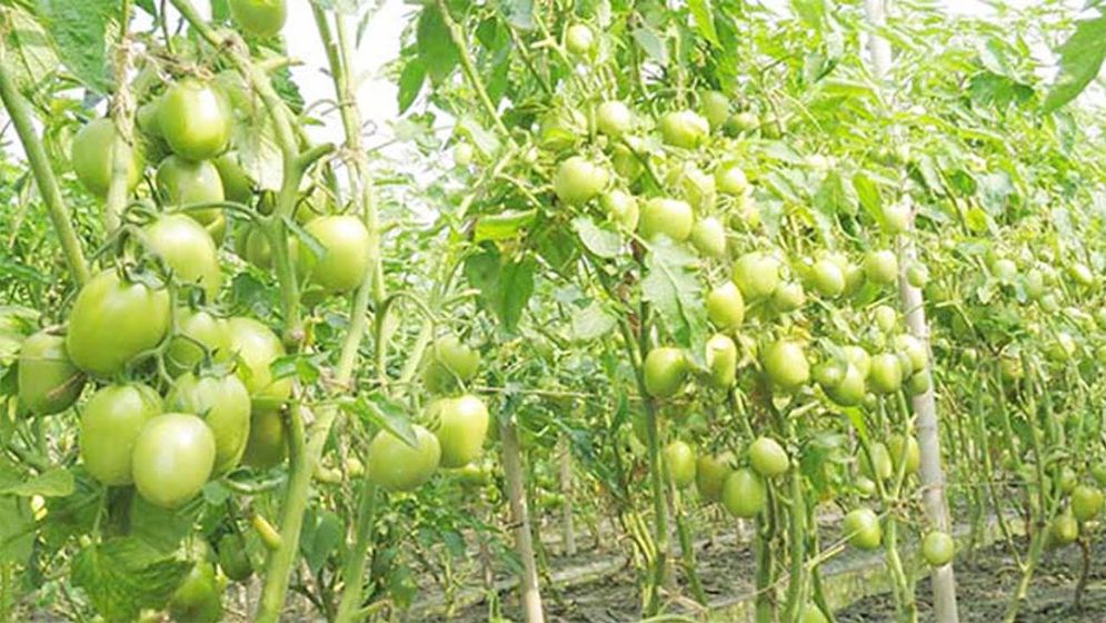 বাঁশঝাড় আর রাস্তার ধারে পরিত্যক্ত বেগুন গাছে পাকা টমেটো