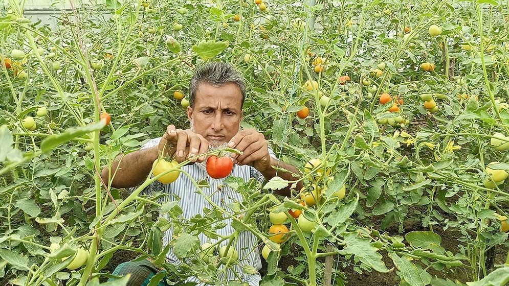 বাঁশঝাড় আর রাস্তার ধারে পরিত্যক্ত বেগুন গাছে পাকা টমেটো