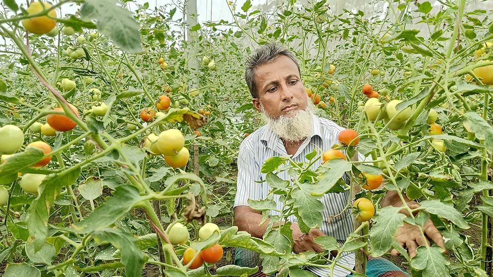 বাঁশঝাড় আর রাস্তার ধারে পরিত্যক্ত বেগুন গাছে পাকা টমেটো