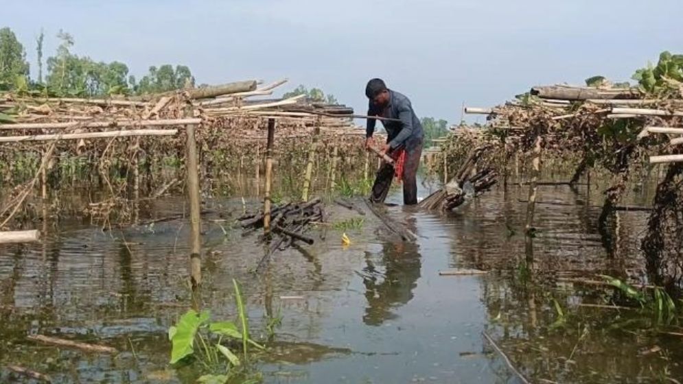 কুড়িগ্রামে বৃষ্টি ও বন্যায় পটলচাষীদের মাথায় হাত