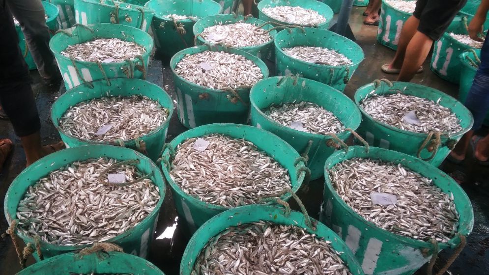 কাপ্তাই হ্রদে প্রথমদিন ৭০ টন মাছ আহরণ