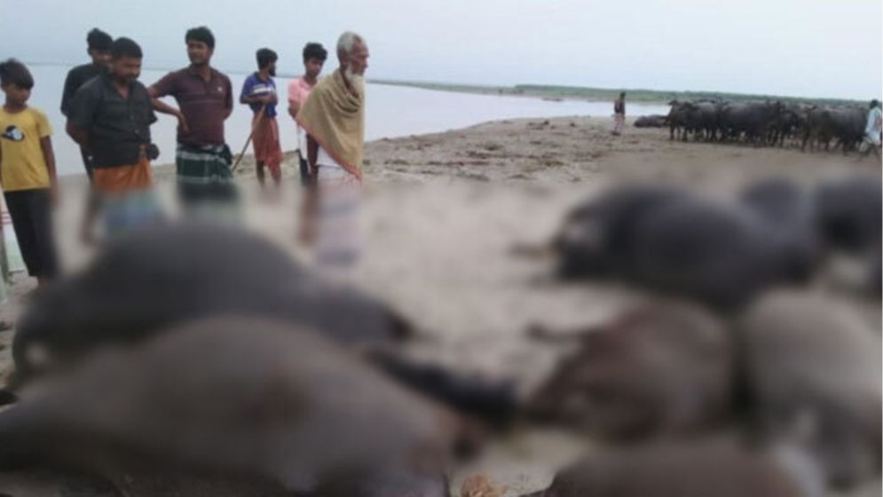 কুষ্টিয়ায় বাথানে বজ্রপাতে  ১১ মহিষের মৃত্যু