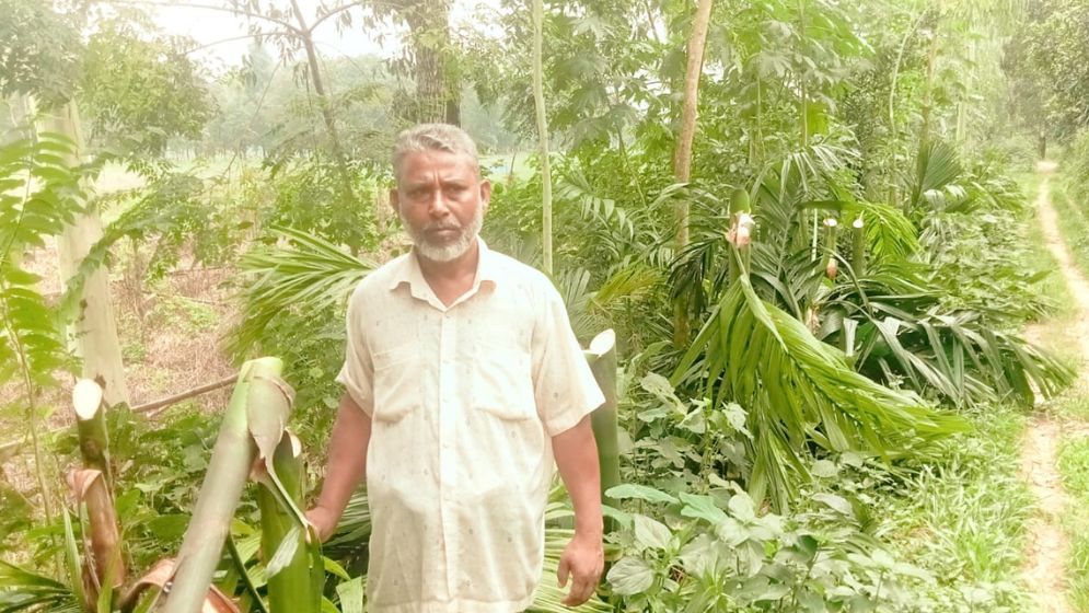 বাগানের সুপারি, লোটকন ও মেহগনি গাছ কেটে দিয়েছে দুর্বৃত্তরা